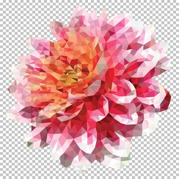picture polygon dohlia