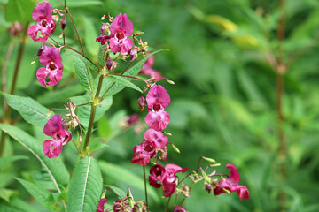 beautiful wildflowers close-up	