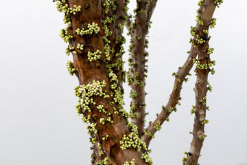 jaboticaba trunk ready to bloom