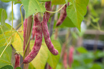 Cranberry bean with shell suspending from wooden frame in a farm. Closeup shot of the crop.