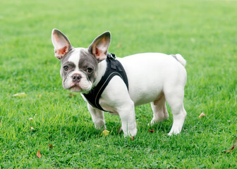 Puppy of White French Bulldog out for a walk standing on the grass in Summer