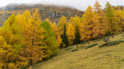 Naklejka na ściany i meble Autumn colors in the Alpine forests of Austria