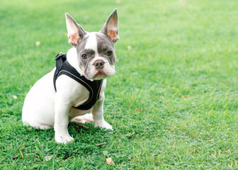 Fototapeta premium Puppy of White French Bulldog out for a walk sitting on the grass in Summer