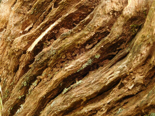 Tree stump fungus closeup