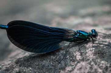 Caballito del diablo azul