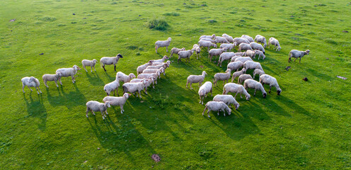 Aerial image of sheep flock on grazing © Budimir Jevtic