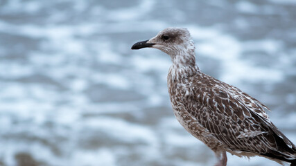 Gaviota posada