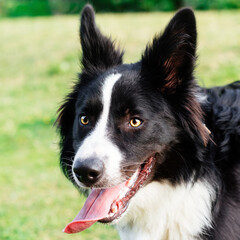 Black and white collie playing and jumping on the grass