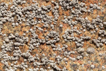 Poli stellate barnacle shells, Chthamalus stellatus, on a rocky substrate
