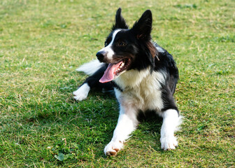 Black and white collie playing and jumping on the grass