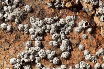 Poli stellate barnacle shells, Chthamalus stellatus, on a rocky substrate