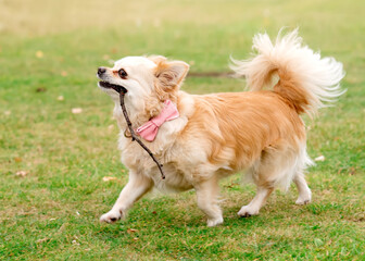 Brown chihuahua running on the grass