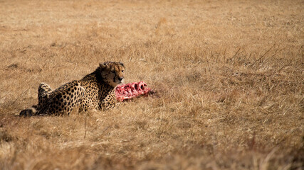 Cheetah eats meat carcass on the wild winter savannah of Africa. Wild animals in nature.