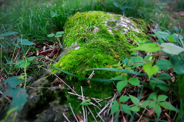 Mossy Rock in the Wild