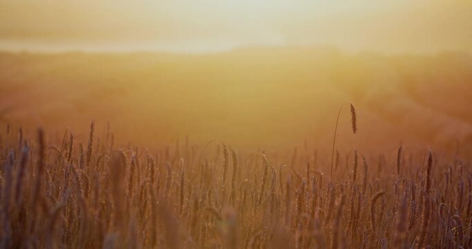 Close-up of golden wheat field. Ripe ears of wheat in warm evening or morning sun light. Wheat yellow spike trembling in wind. Farmland, farm, countryside landscape. Sunset, sunrise, golden hour