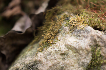 moss on rock