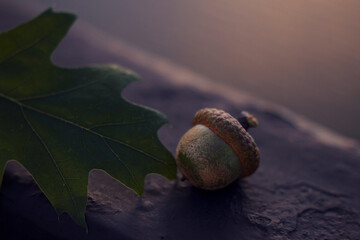 acorn and oak leaf with sunset light - still life