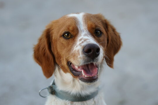 Epagneul Breton Stock Photos And Royalty Free Images Vectors And Illustrations Adobe Stock