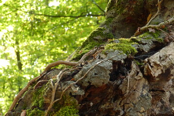 Obraz premium Au plus prêt des arbres, texture de tronc