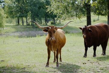 Fototapeta premium Texas longhorn cow with Santa Gertrudis in background in green summer field.