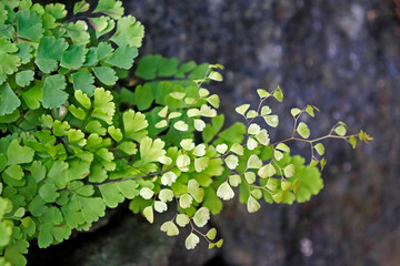 Maidenhair fern foliage (Adiantum capillus-veneris)