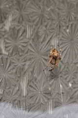 Spider on Etched Glass