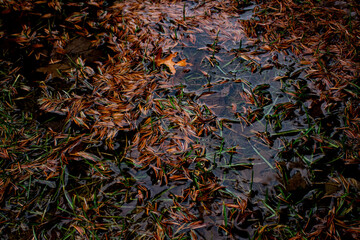 Pine Needles in Water