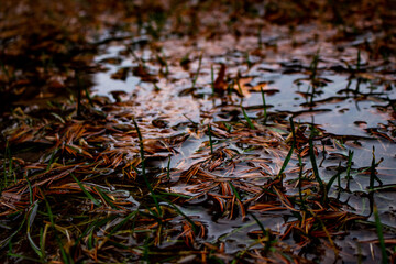 Pine Needles in Water