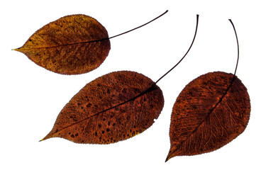 Three brown autumn leaves on a white isolated background.