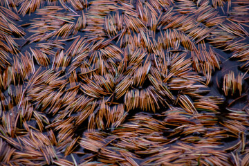 Pine Needles in Water