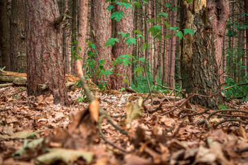 Autumn leaves along the forest floor in Provin Trails