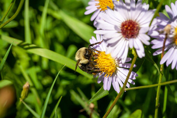 Bee foraging flowers with pollen on it.