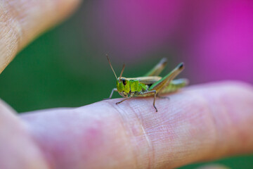 A grasshopper on a finger on a beautiful colored background. Graphical image