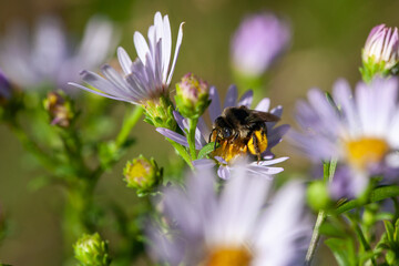 Bee foraging flowers with pollen on it.