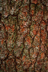Close up of pine tree bark in the wood