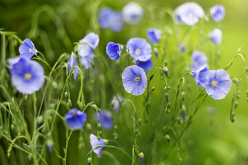 Beautiful, gentle, blue bells after the rain. Selective focus, blurred background.
