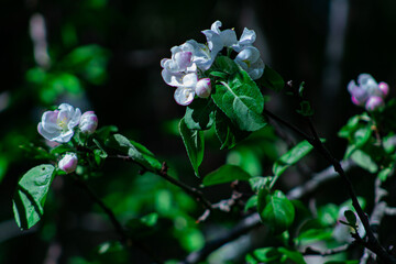 White Tree Blooms