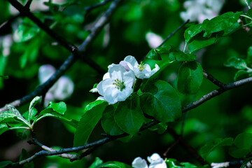 White Tree Blooms