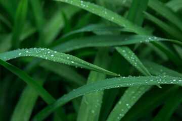 Leaves of sedge (Carex) with raindrops close-up. Backgrounds, textures. Toned image, selective focus.
