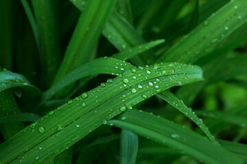 Leaves of sedge (Carex) with raindrops close-up. Backgrounds, textures. Toned image, selective focus.