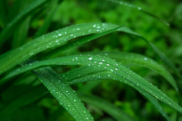 Leaves of sedge (Carex) with raindrops close-up. Backgrounds, textures. Toned image, selective focus.