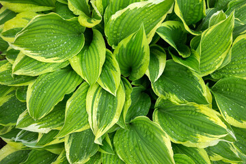 Beautiful Hosta, leaves with raindrops close-up. Backgrounds, textures