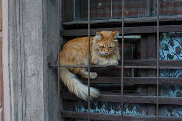 Sad fluffy red cat behind the cage in a window of animal shelter