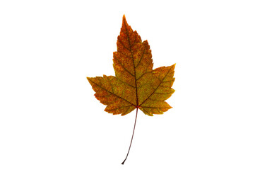One colorful bright autumn leaf on a white isolated background.