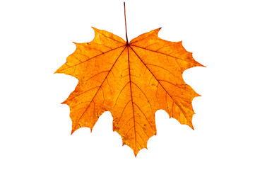 One colorful bright yellow maple autumn leaf on a white isolated background.