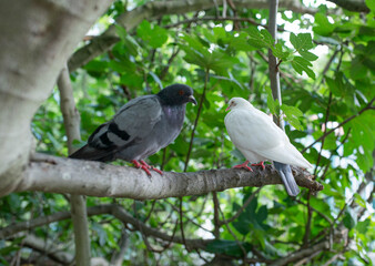 Two pigeons on a tree. One white, one grey 