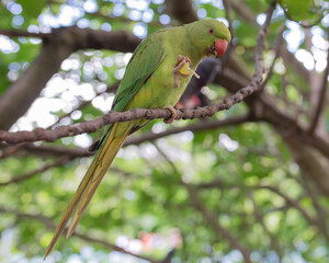 Parakeet on a branch eating a grape
