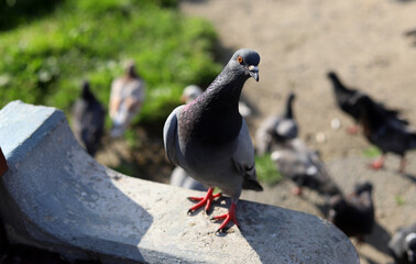 A grey pigeon with an outstretched neck looks curiously. Selective focus. Curious pigeon in summer.