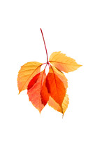 Colorful bright autumn grape leaves on white isolated background.