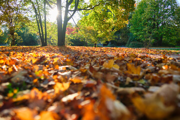 Golden autumn fall October in famous Munich relax place - Englischer Garten. English garden with fallen leaves and golden sunlight. Munchen, Bavaria, Germany